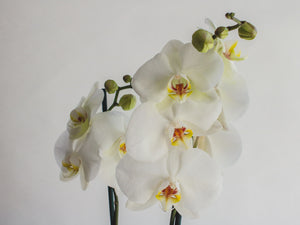 Abrir la imagen en la presentación de diapositivas, Orquídeas
